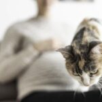 Waspadai Cacing Pita pada Kucing yang Dapat Pengaruhi Kesehatan Mental Janin