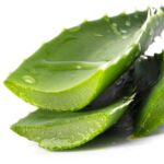 Manfaat Aloe Vera untuk Kesehatan dan Kandungan Nutrisinya