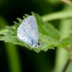 Alasan Kupu-kupu Punya Kepala Tambahan