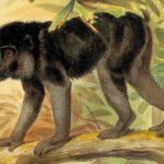 5 Fakta Unik Monyet Digo yang Suka Bersosialisasi dengan Spesies Lain