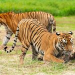 5 Alasan Hewan Buas Menyerang Manusia, Bukan Hanya Karena Lapar!