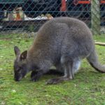 5 Hewan Pemakan Tumbuhan dengan Gigitan Terkuat di Dunia, Lebih Kuat dari Jaguar dan Singa