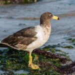 5 Fakta Menarik Burung Camar Belcher, Pencuri Terkenal yang Agresif