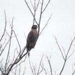 5 Fakta Menarik Burung Elang-Ular Sulawesi, Predator Langit Indonesia!