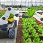 Tiongkok Percepat Pengembangan Tanaman Hibrida 400 Persen dengan Pabrik Robotik Pertama Dunia