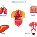 Sistem Biometrik BPJS Dianggap Buruk, DPRD Minta Evaluasi Pemda