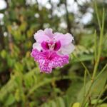 Menikmati Petualangan Lae Treup di Rawa Singkil